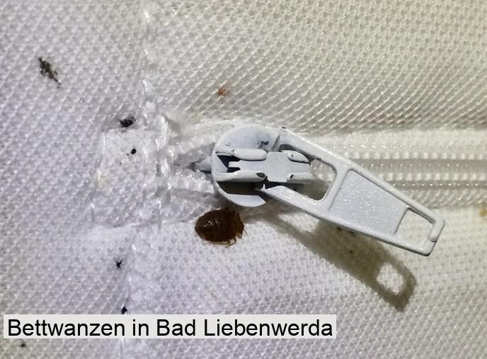 Bettwanzen in Bad Liebenwerda